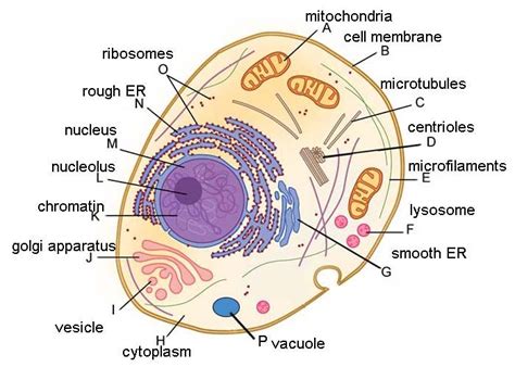 cell review guide answers human cell diagram human cell structure animal cell parts