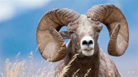 bighorn sheep photographs tony bynum photography