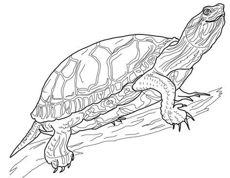 cool turtle coloring page  printable coloring pages  kids