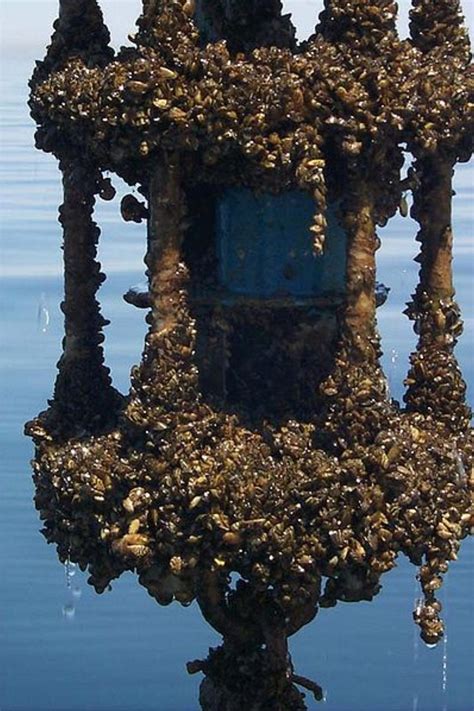 zebra mussels suspected  lake worth  joe pool fort worth weekly