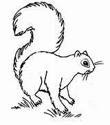 Squirrel Coloring Pages Printable Kids Animal sketch template