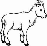 Coloring Pages Goat Goats Wildlife Color Kids Clipart sketch template