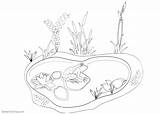 Pond Coloring Pages Printable Animals Plants Kids Habitat Adults Template sketch template