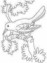 Cuckoo Coloring Pages Bird Branch Sitting Sad Birds Crows Kids Hummingbird Crow Designlooter Sheets 74kb Color Library Clipart Drawings Recommended sketch template