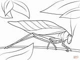 Katydid Coloring Pages Ladybug Drawing Printable Supercoloring Insects sketch template