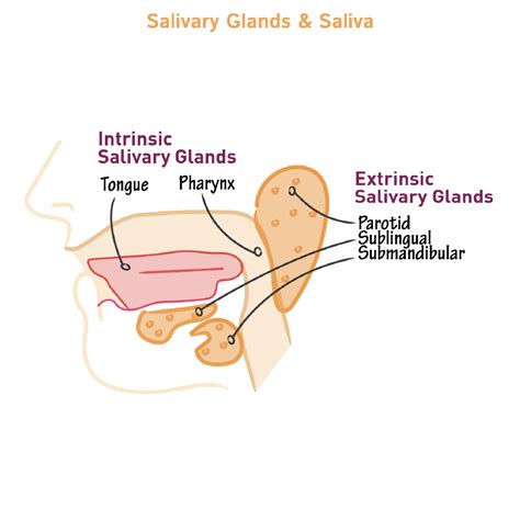 physiology glossary salivary gland physiology ditki medical