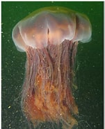Afbeeldingsresultaten voor Cyaneidae. Grootte: 151 x 185. Bron: nl.wikipedia.org