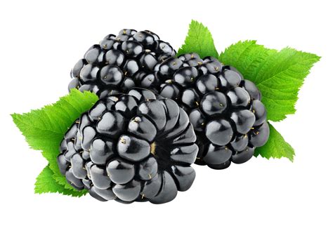 blackberry fruit png transparent images png
