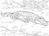 Coloring Australian Crocodile Pages Crocodiles Saltwater Realistic Animals Parentune Printable Worksheets Kids sketch template