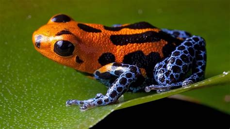 rare frog species   arunachal pradesh