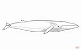 Whale Coloring Fin Pages Drawing Online Color sketch template