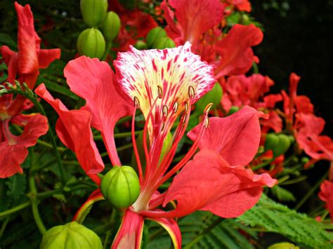 flor de flamboyan  photo  flickriver