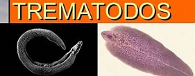 Afbeeldingsresultaten voor "cephalopyge Trematoides". Grootte: 281 x 110. Bron: arribasalud.com