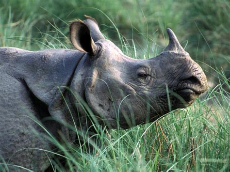 greater  horned rhino species wwf