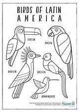 America Coloring Latin Pages Birds Colouring Drawing South Hispanic Heritage Printable Sheets American Pdf Animals Animal Month Sunvil Ilustrations Getdrawings sketch template