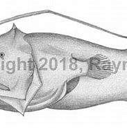Afbeeldingsresultaten voor "dolopichthys Allector". Grootte: 183 x 139. Bron: watlfish.com
