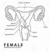 Drawing Reproductive Female Anatomy Organs System Male Human Getdrawings Diagram Body Label Uterus Draw Organ Cow Worksheets Ovary Drawings Agc sketch template