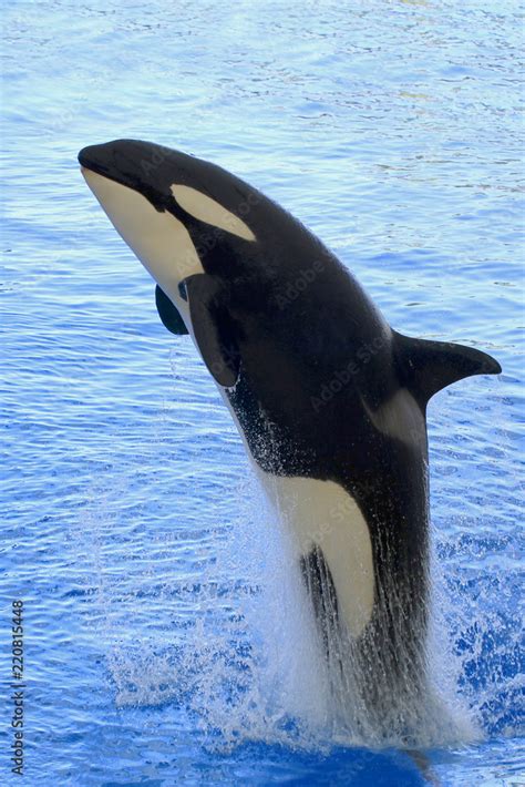 schwertwal orcinus orca springt aus wasser stock photo adobe stock