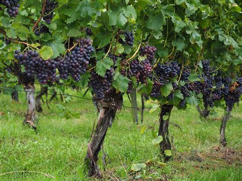 order  successfully maintain vine  produce    grapes    wine
