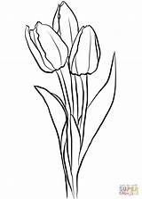 Tulips Tulipan Tulipani Supercoloring Kolorowanka Drukuj sketch template