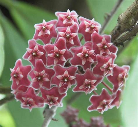 Piante durature al pari di arbusti, alberi, rampicanti. HOYA Il fiore di Cera Coltivazione e Cure