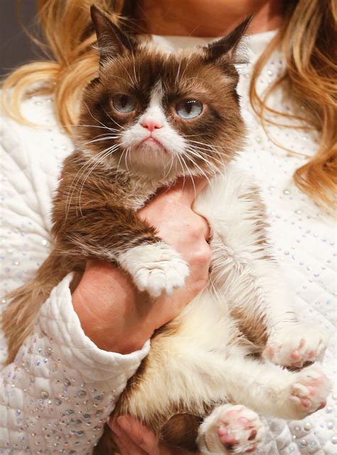 Grumpy Cat Has Died — But Her Memes Will Live Forever