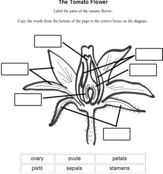 blank parts   flower diagram  jens brainstorms tpt