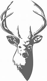 Buck Whitetail Hirsch Pngtree Offers Clipground Cliparting Transparant Skulls Reindeer sketch template
