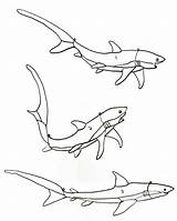 Thresher Shark Drawing Getdrawings sketch template