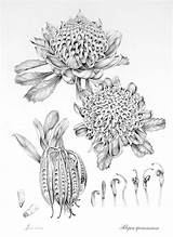 Waratah Graphite Willis Heidi Wildflowers Designlooter Phillips Botanica Botanique Heidiwillis sketch template