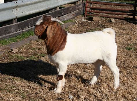 breeds  goats  american goat federation