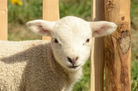 images farm animal pasture sheep mammal fauna lamb vertebrate sheeps  goat