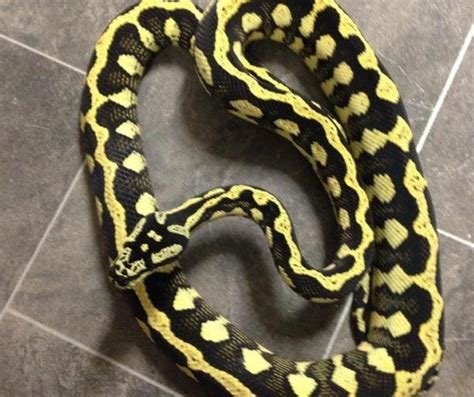 carpet pythons  sale buy  carpet python snake marp centre