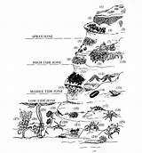 Tidal Intertidal Tide Oregonstate Seagrant sketch template