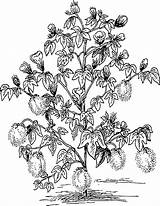 Cotton Tree Plants Pixabay sketch template