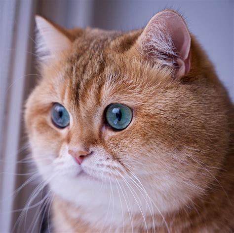 Meet Hosico The Real Life Puss In Boots Viral Cats Blog