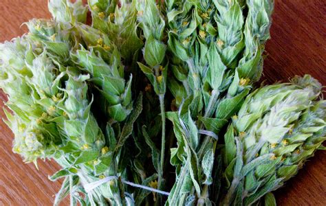 ten greek herbs   improve  health greekreportercom