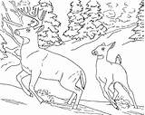 Coloring Deer Pages Printable Kids Tailed Buck Book Color Animals Wild Whitetail sketch template