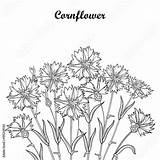 Bleuet Knapweed Cornflower Centaurea Bouquet Contour sketch template