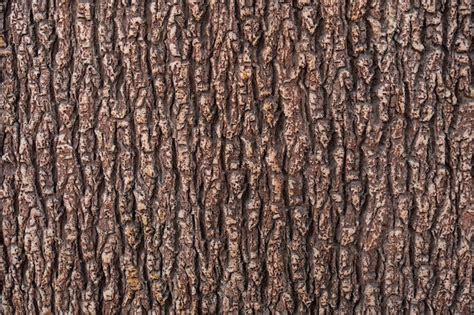 photo relief texture   brown bark   tree close