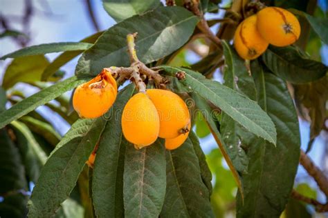 loquat  eriobotrya japonica  yellow fruits japanese plum