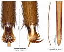Afbeeldingsresultaten voor "dorataspis Macracantha". Grootte: 130 x 106. Bron: www.delta-intkey.com