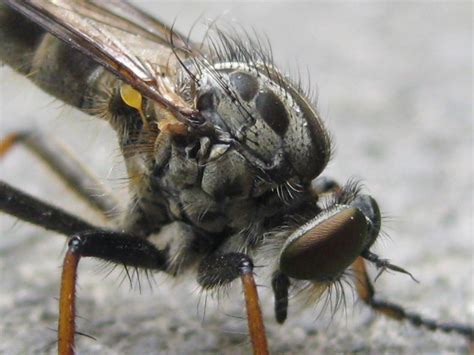weird scary fly close   naturesreality  deviantart