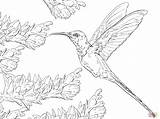 Hummingbird Coloring Pages Printable Swallow Drawing Tail Birds Easy Kids Step Colouring Realistic Drawings Getdrawings sketch template