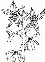 Larkspur Delphinium Openclipart Plant Nuttall Designlooter 54kb 1745 2400px 1441 sketch template
