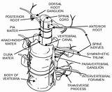 Cord Spinal Drawing Getdrawings sketch template