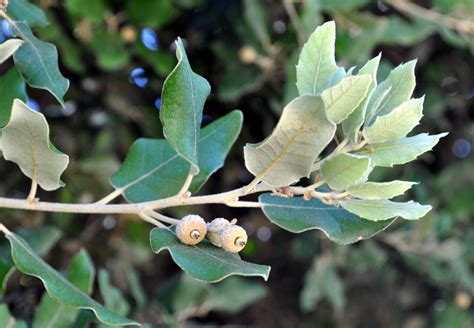 Quercus Ilex Trees And Shrubs Online