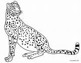 Malvorlagen Gepard Geparden Ausdrucken Kostenlos sketch template