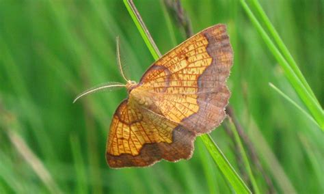 rare moth vanishing    site  england