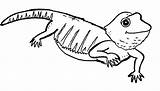 Lagarto Colorir Lagartos Bearded Lagartijas Pequeno Dibujo Desenhos Salamander Animalplace Tudodesenhos Dragoart Animales sketch template